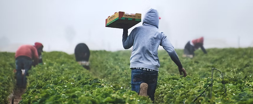 Fighting Against Forced Labour & Child Labour In Supply Chains Act: Assessing Supply Chain Risks